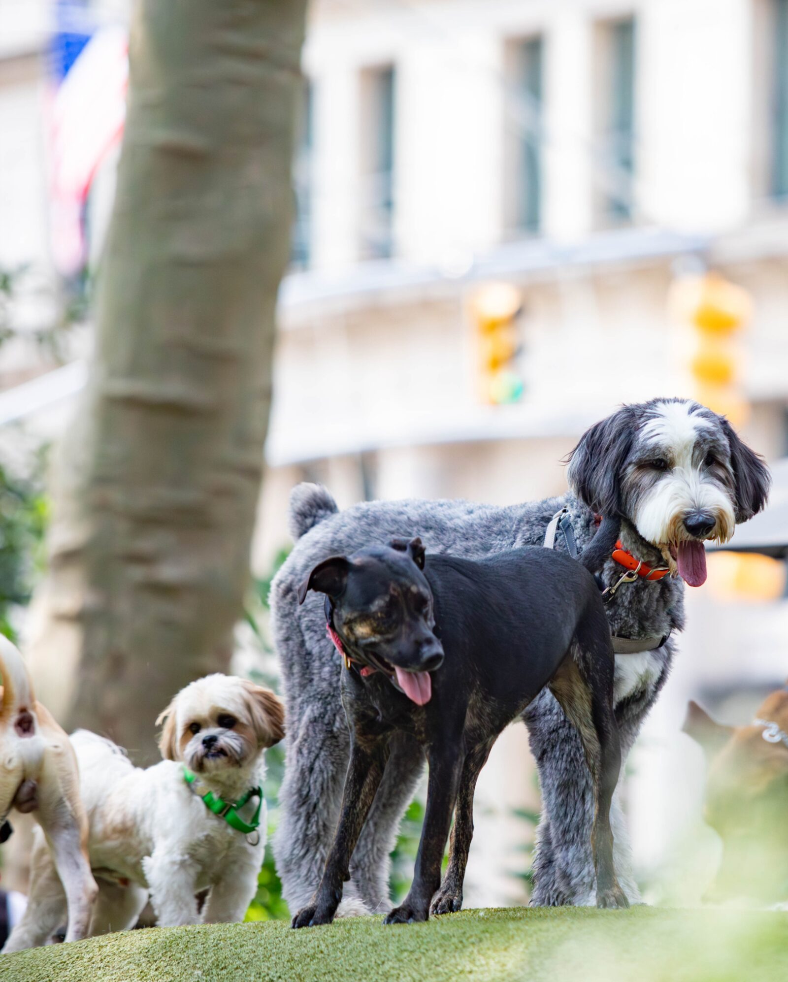 Dogs enjoying the neighborhood